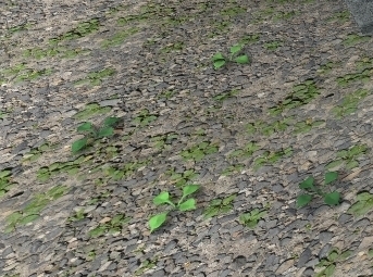 20130421雑草.jpg