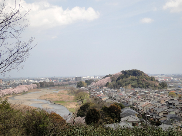 4.10桜.jpg